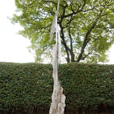 Japanese Cedar