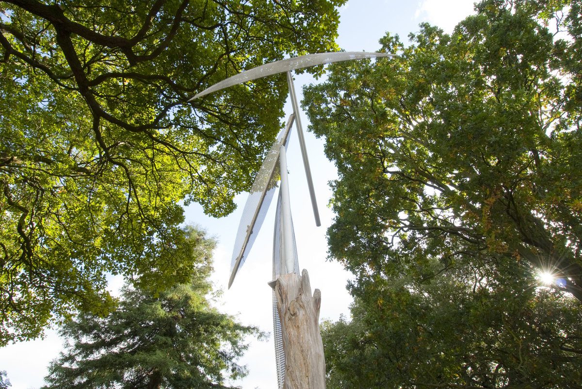 Japanese Cedar