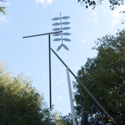 Robinia