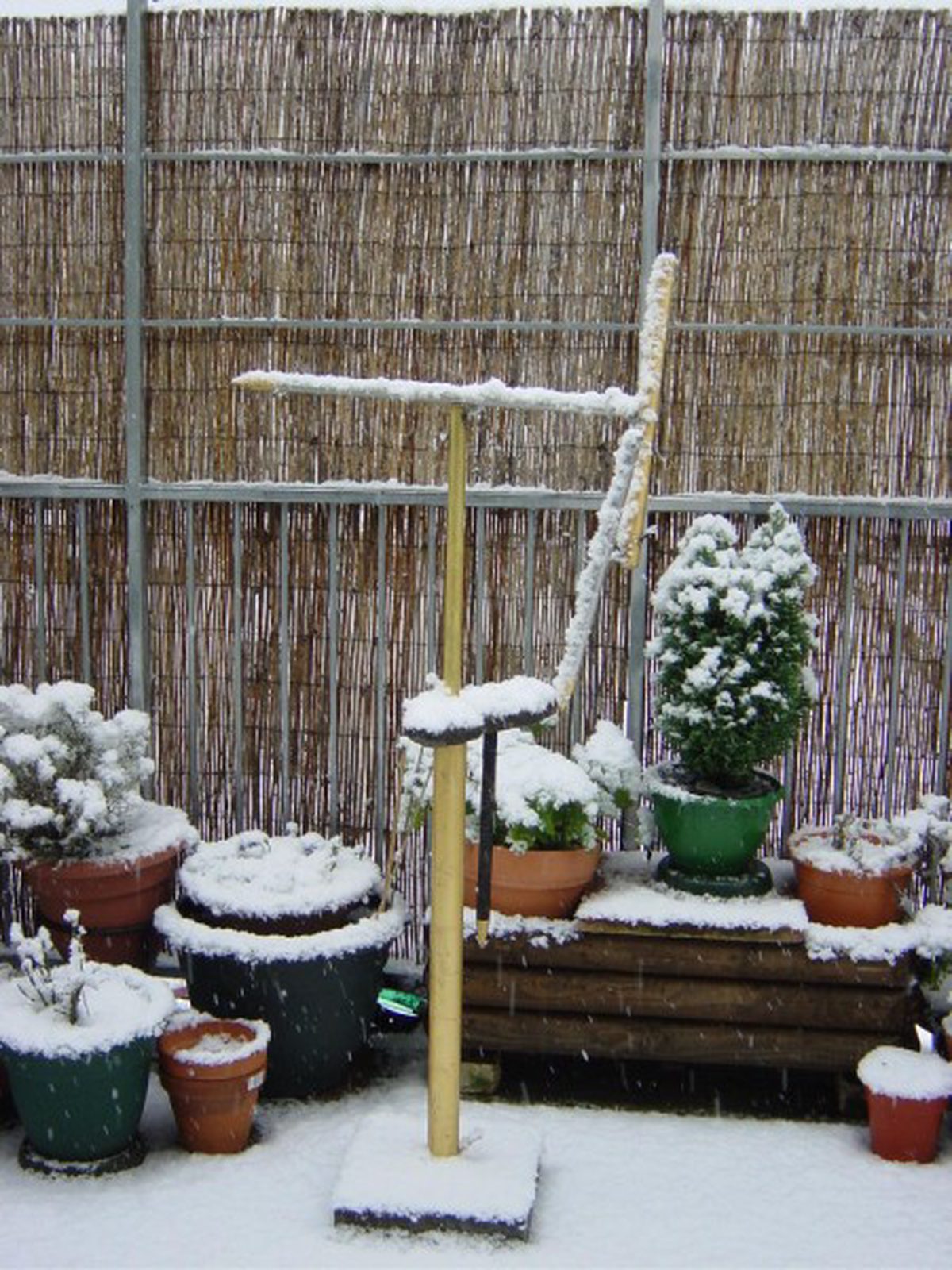 Small Pins & Needles in the Snow