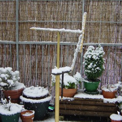 Small Pins & Needles in the Snow