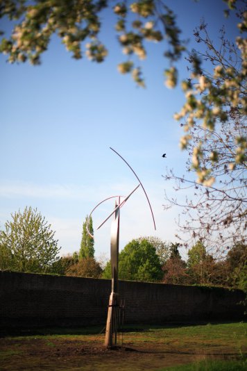 Self Seeded Sycamore