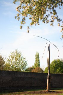 Self Seeded Sycamore