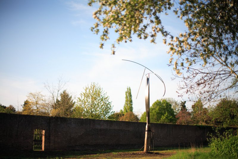 Self Seeded Sycamore